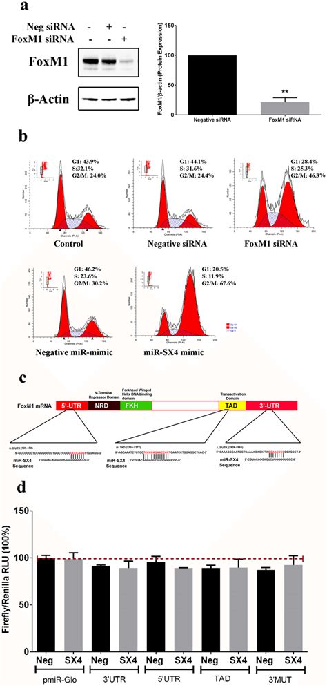 Si Rna Of Foxm Induces G M Cell Cycle Arrest And Mir Sx Indirectly