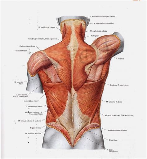 Dorso Anatomia Humana I