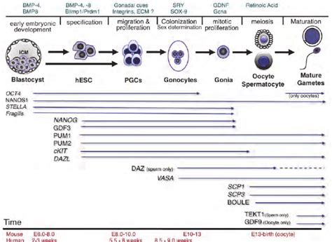 Timeline Of Germline Specification And Germ Cell Marker Expression A