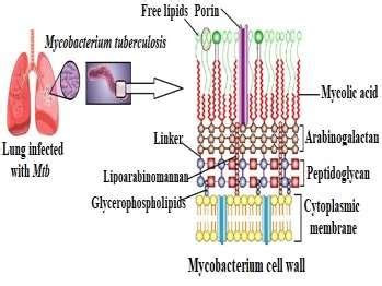 The Mycobacterium Cell Wall The Envelope Is Subdivided Into Three