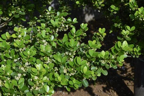 Japanese holly flowers. stock image. Image of flower - 219251679