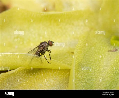 Common Butterwort Pinguicula Vulgaris Leaf With A Small Fly Trapped