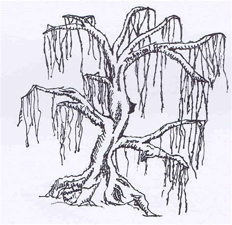 Swamp Cypress Tree Drawing