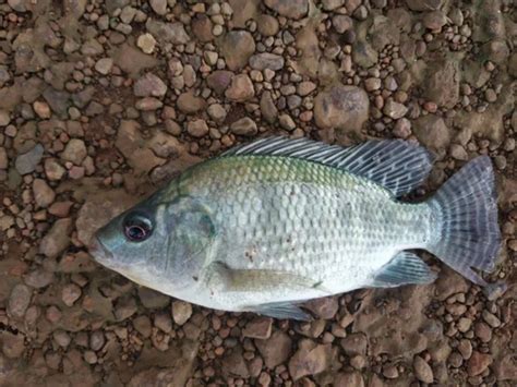 Grey Body Tilapia Fish Seed At Rs 55 Piece In Pune ID 2852402811033