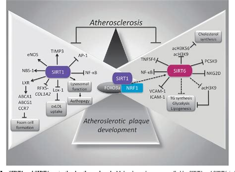 Sirt1 And Sirt6 Signaling Pathways In Cardiovascular Disease Protection Semantic Scholar