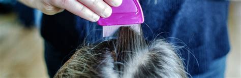 How To Properly Check For Lice On Yourself