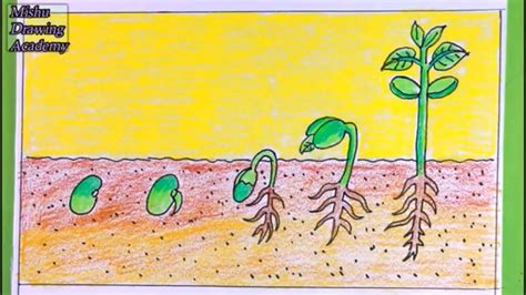 How To Draw Seed Germination Drawingplant Germination Drawing Easy ...