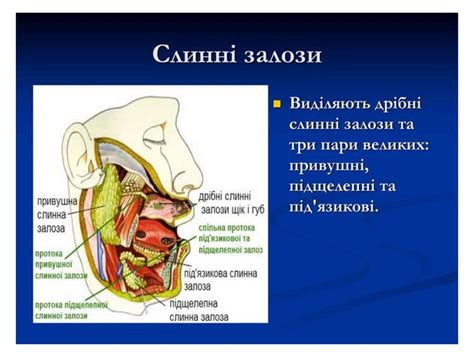 Травлення в ротовій порожнині презентация онлайн