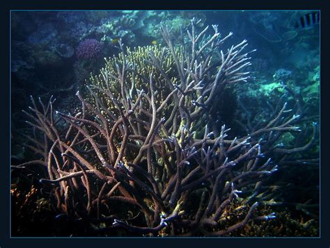 Coral Tale Forest Photograph By Alexey Dubrovin Fine Art America