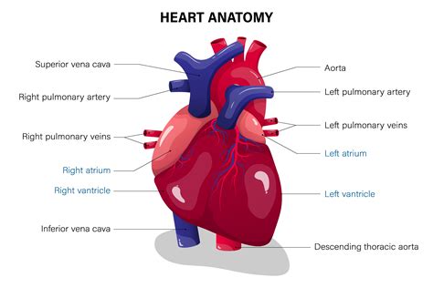 Functional Medicine Lab Tests For Heart Disease