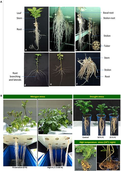 Stolon Rhizome Crown