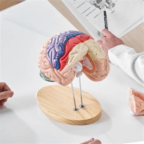 VEVOR Anatomía del modelo de cerebro humano modelo anatómico de