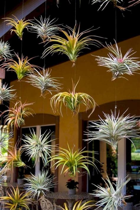 50 Best Air Plants Ideas For Amazing Home Plant Display Ideas