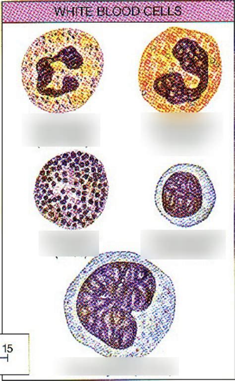 White Blood Cells Diagram Quizlet