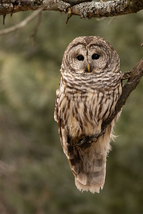 Chouette Ray E Barred Owl Karim Bouzidi Idrissi Flickr