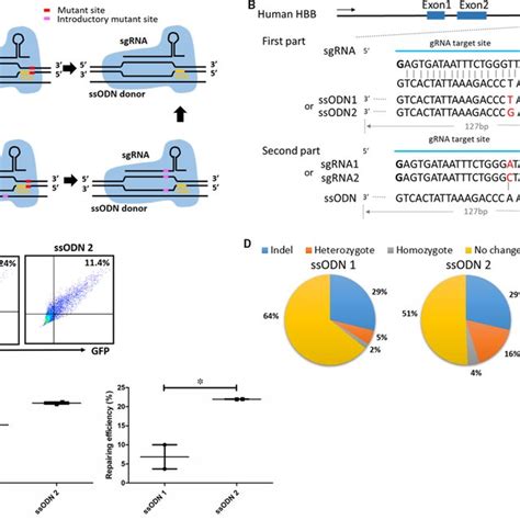 Ssodn Selection And Single‐stranded Template Repair Of The Hbb Ivs2‐654 Download Scientific