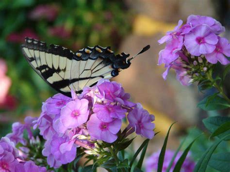 Butterfly On Phlox Diy Home Decor Home Diy Decor