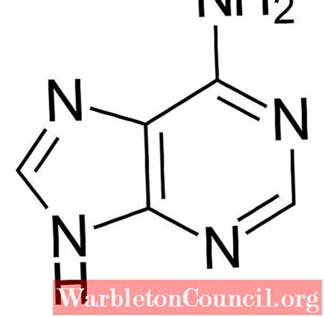 Adenina Budowa Biosynteza Funkcje Nauka