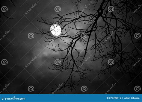 Another Eerie And Dreary Night Stock Photo Image Of Dreary Flower