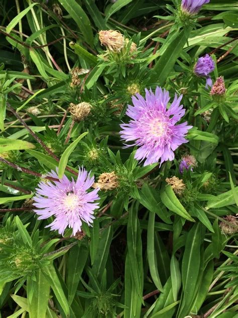 Stokesia Laevis Mellow Marsh Farm