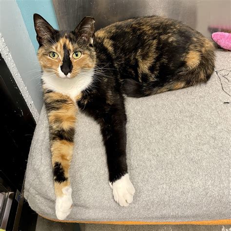 Tawny – Feral Feline Friends of East Tennessee