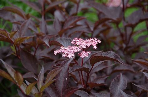 Sambucus Nigra Guincho Purple Vlier Vlierbes De Tuinen Van Appeltern