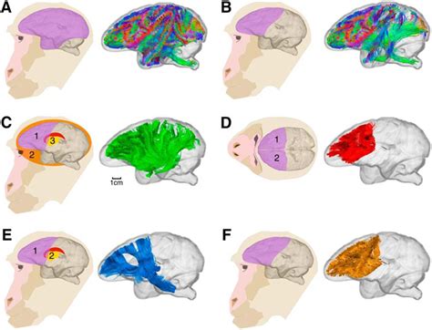 Differences In Frontal Network Anatomy Across Primate Species Journal