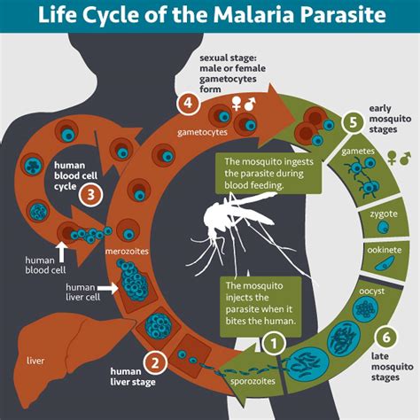 Antibody Treatment Protects Adults Against Malaria National