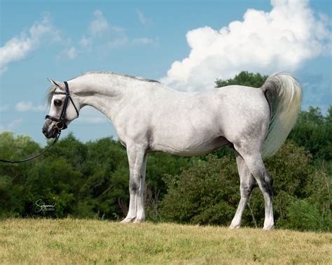 HA Ibn Shahmaan Classicala Farm Michigan Purebred Arabian Breeding