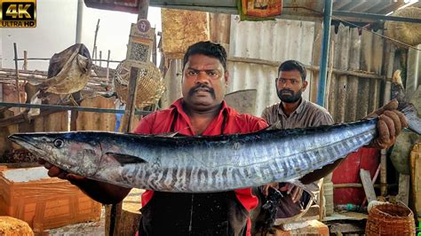 Kasimedu Speed Selvam Big Size Aara Kola Fish Cutting Video K