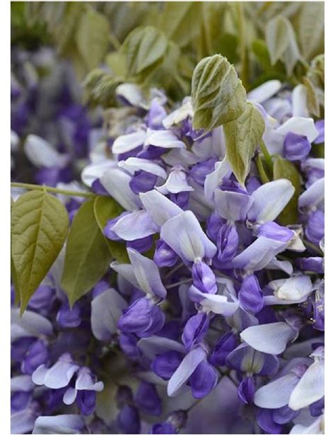 Wisteria Venusta Grande Diva Nathalie Glycine Gracieuse