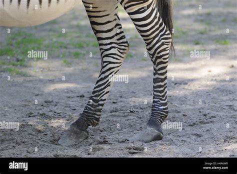 Zebra Legs Fotografías E Imágenes De Alta Resolución Alamy