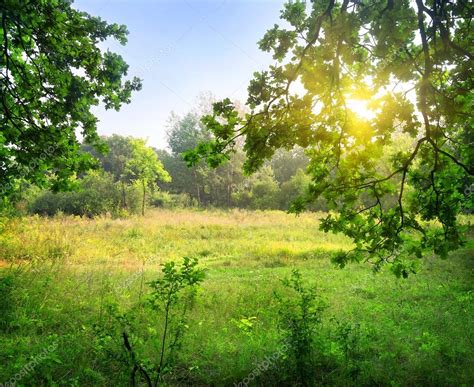 Clearing In The Forest Stock Photo By Givaga