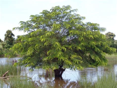 Tamil Eelam Eelam Home Land Tamil Eelam National Tree