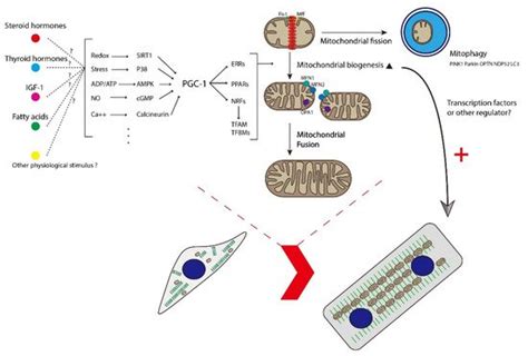 Mitochondria In Maturation Of Cardiomyocytes Encyclopedia MDPI