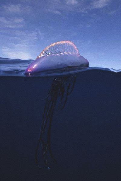 P H O S P H E N E Portuguese Man O War Portuguese Man O War Retro