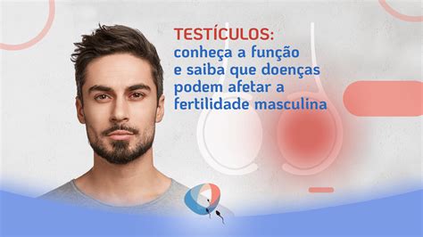 Testículos conheça a função e saiba que doenças podem afetar a