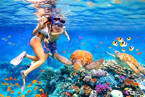 Tripadvisor Blue Ocean Snorkelen Waikiki Turtle Canyon Snorkelen