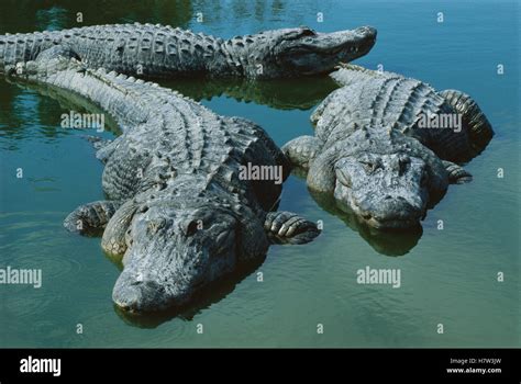 American Alligator Alligator Mississippiensis Three Large Adults