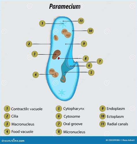 Vacuoles Labelled Diagram