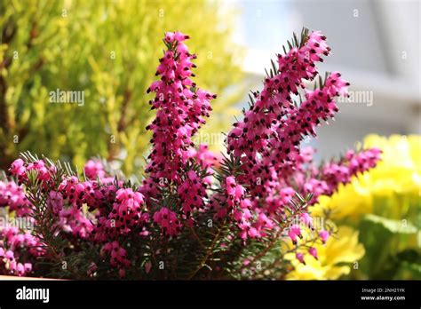 Mediterranean Pink Heather Plant