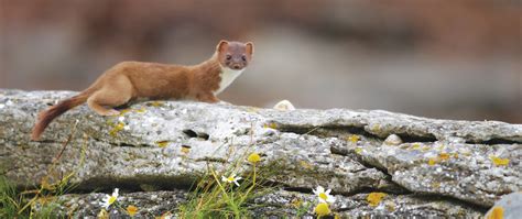 Irish stoat – The Vincent Wildlife Trust