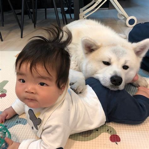 子供の成長ってあっという間！ 秋田犬凛太郎のもふもふ日記