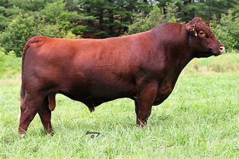 Shorthorn Sires – Bowman Superior Genetics