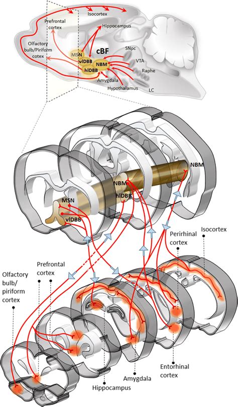 Connections Of Basal Forebrain Cholinergic Nuclei With Cortex And