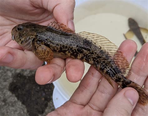 Prickly Sculpin