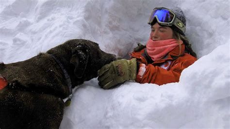 Cani Da Valanga E Da Salvataggio Razze E Addestramento Dei Nostri Eroi