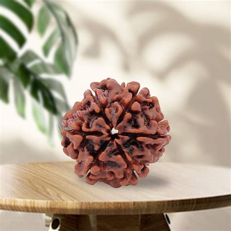 Six Mukhi Rudraksha Original Buy Online Real Shiva Rudraksha