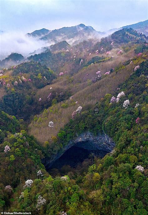 The Ancient Forest World Discovered More Than Ft Below The Surface