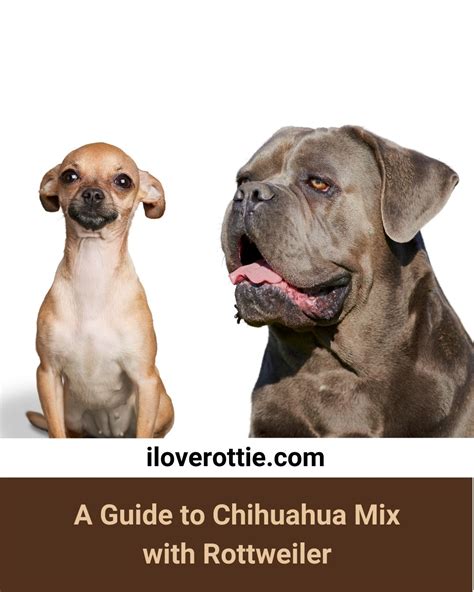 Get a Chihuahua Mix with Rottweiler - I Love Rottie